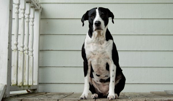 Adopta perros y gatos en Elche: Las mejores protectoras de animales de la zona