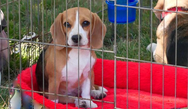 Protectoras de animales en Catarroja: Regala amor y esperanza adoptando a tu nuevo mejor amigo