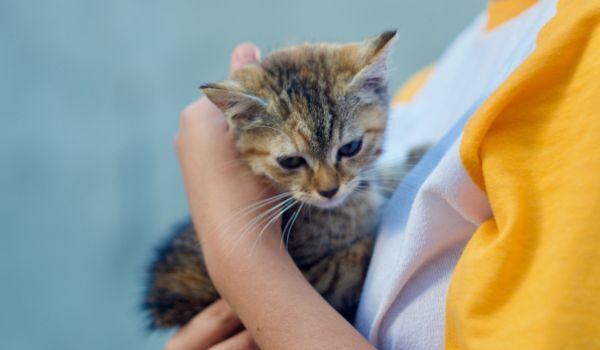 Descubre las mejores protectoras de animales en Aielo de Malferit