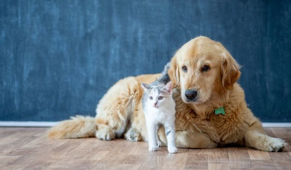 Conoce cuáles son las protectoras de animales más destacadas en Viladecans