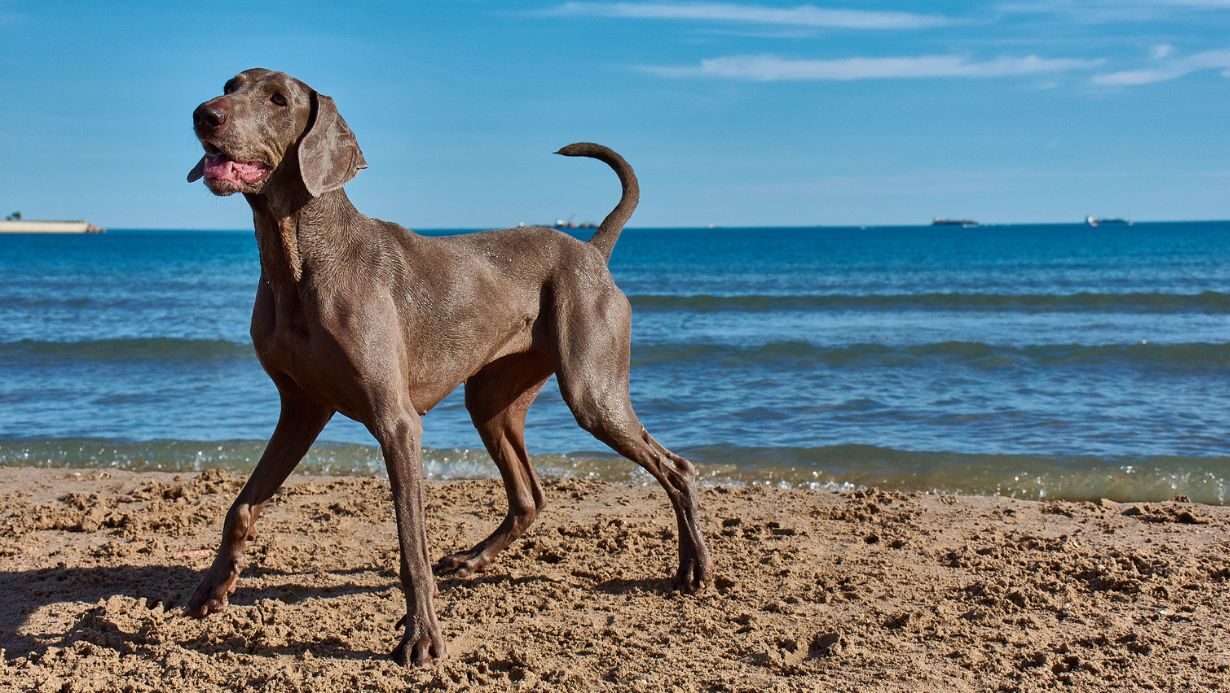 Todo lo que necesitas saber antes de irte de vacaciones con tu mascota