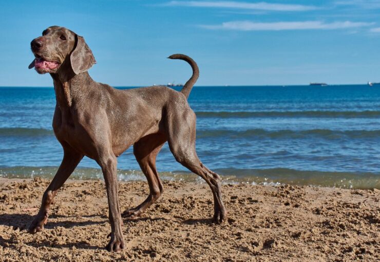 Todo lo que necesitas saber antes de irte de vacaciones con tu mascota