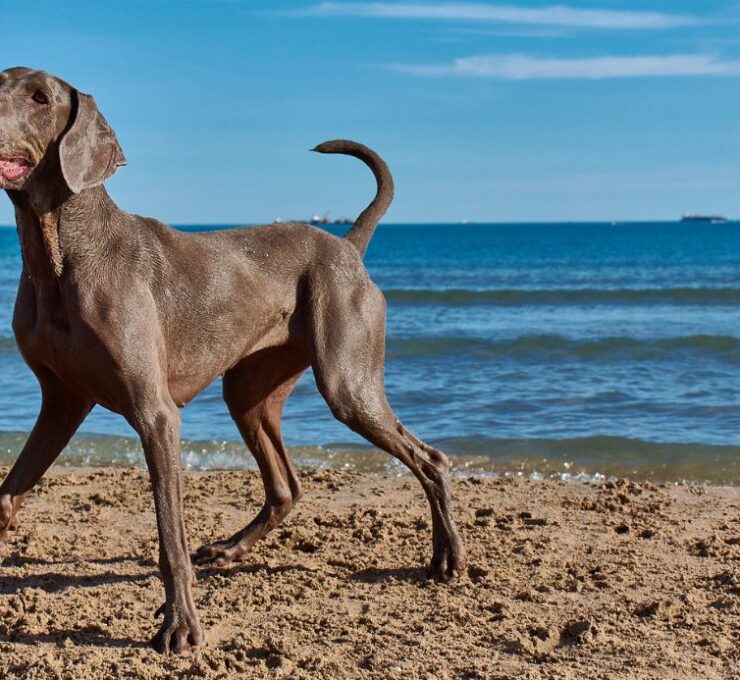 Todo lo que necesitas saber antes de irte de vacaciones con tu mascota