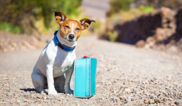 Descubre las principales protectoras de animales en Badalona