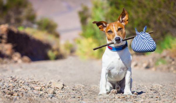 Estas son las protectoras de animales que encontrarás en Leganés