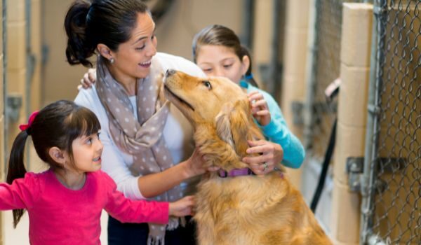 Estas son las mejores protectoras de animales en Madrid