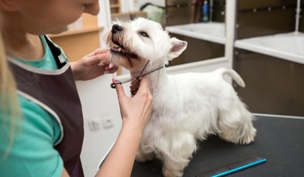 Estas son las mejores peluquerías caninas que encontrarás en Sant Cugat del Vallès