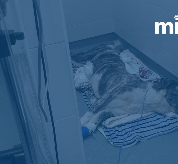 Boxes de hospitalización en el Hospital Veterinario Faucan | MiVet