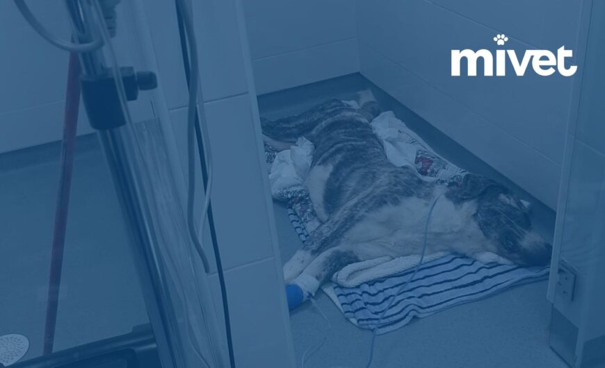 Boxes de hospitalización en el Hospital Veterinario Faucan | MiVet