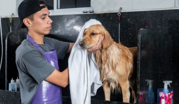 Descubre las peluquerías caninas más destacadas en Alcúdia