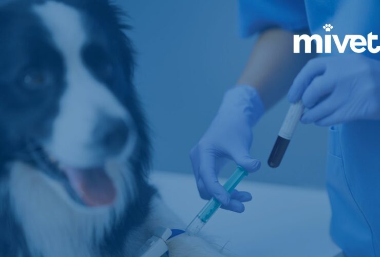 ¿Estás preparado para vender tu clínica veterinaria?