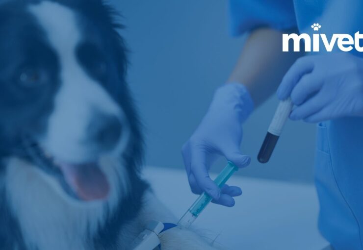 ¿Estás preparado para vender tu clínica veterinaria?