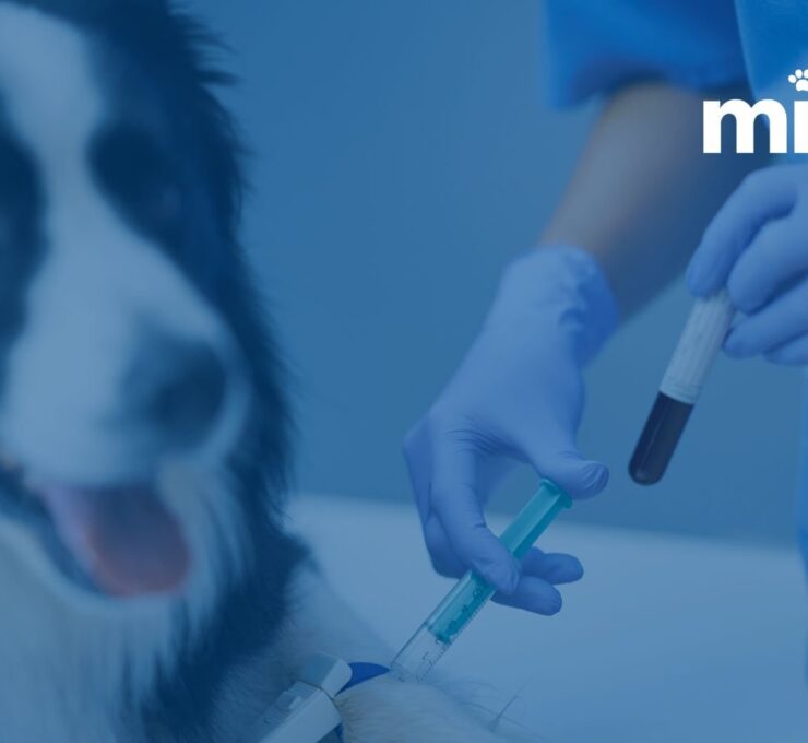 ¿Estás preparado para vender tu clínica veterinaria?