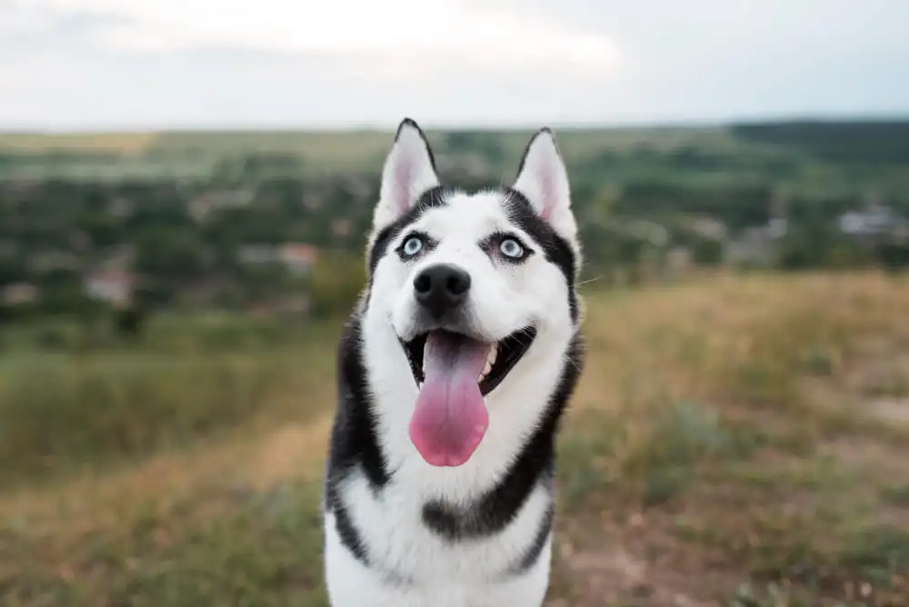 caracteristicas husky siberiano