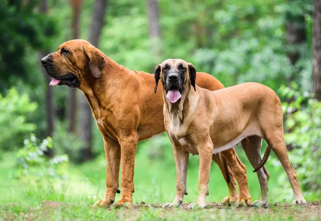 Fila brasileño o mastín brasileño Fila brasileño o mastín brasileño