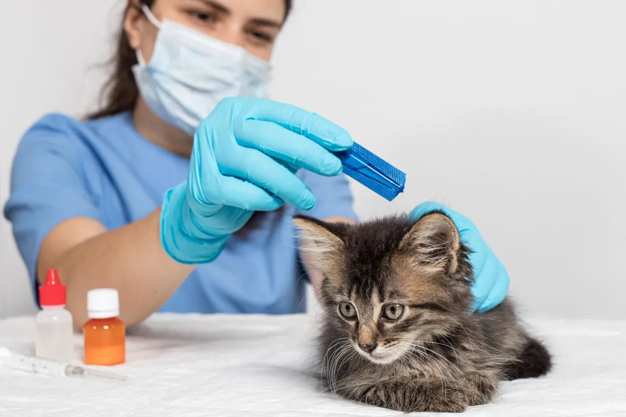desparasitar a un gato 