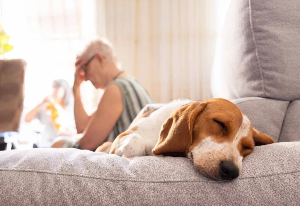 vómitos en perros vómitos en perros