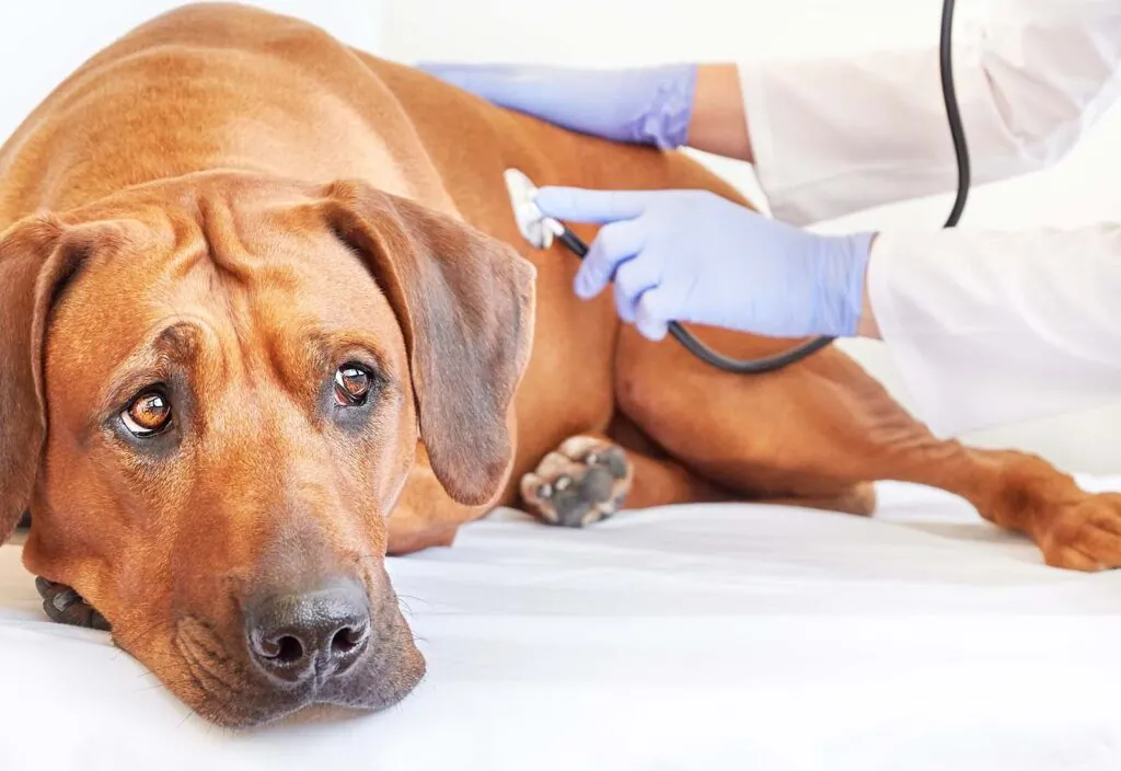 vómitos en perros vómitos en perros