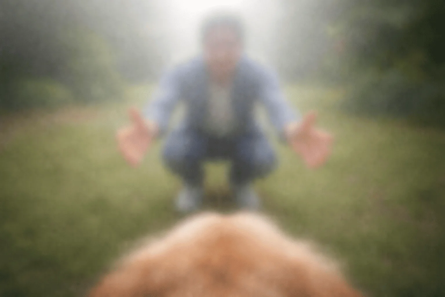 como ve un perro con cataratas