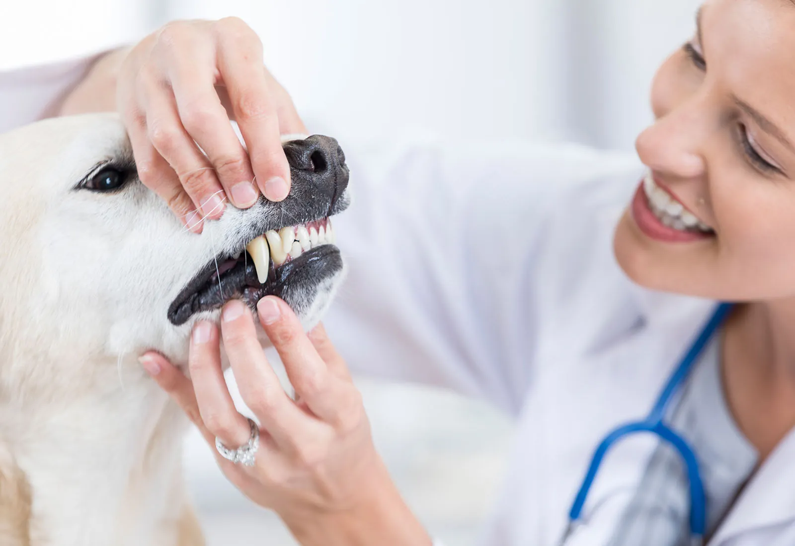 higiene dental perros higiene dental perros