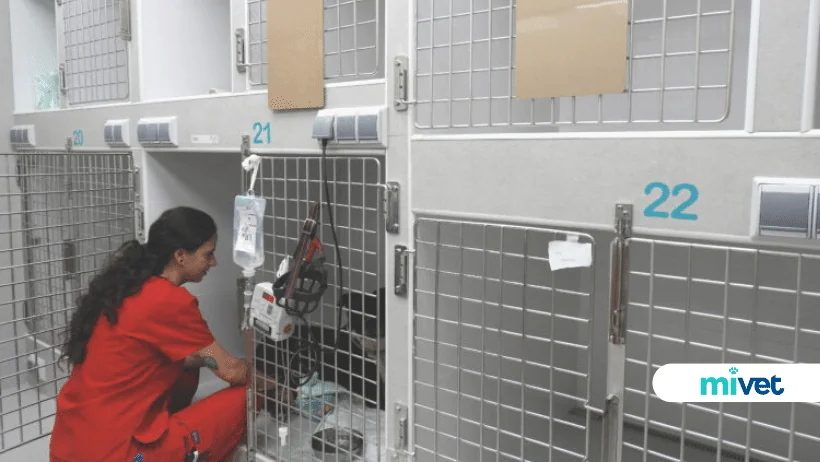 hospital veterinario en Barcelona