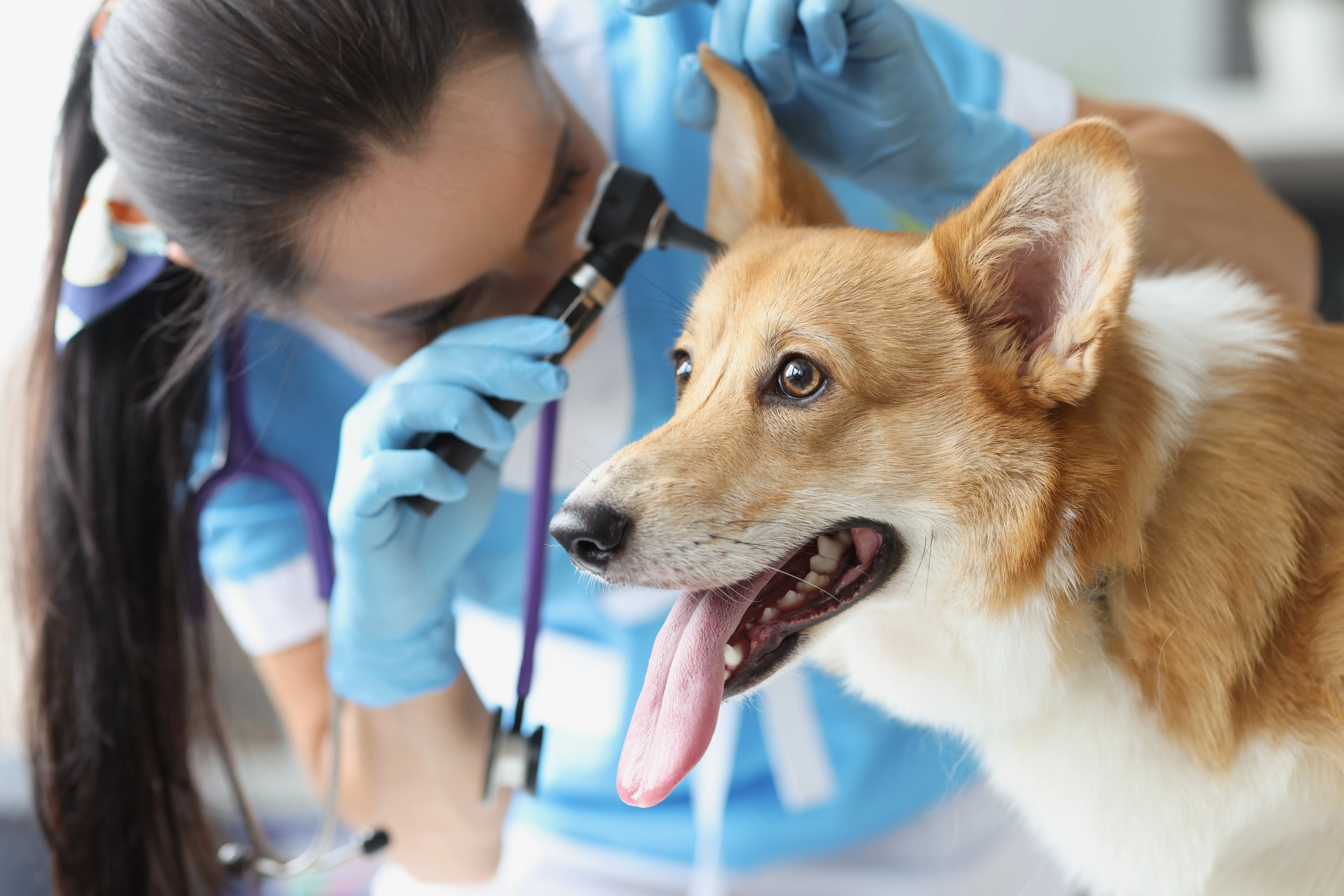otitis en perros 