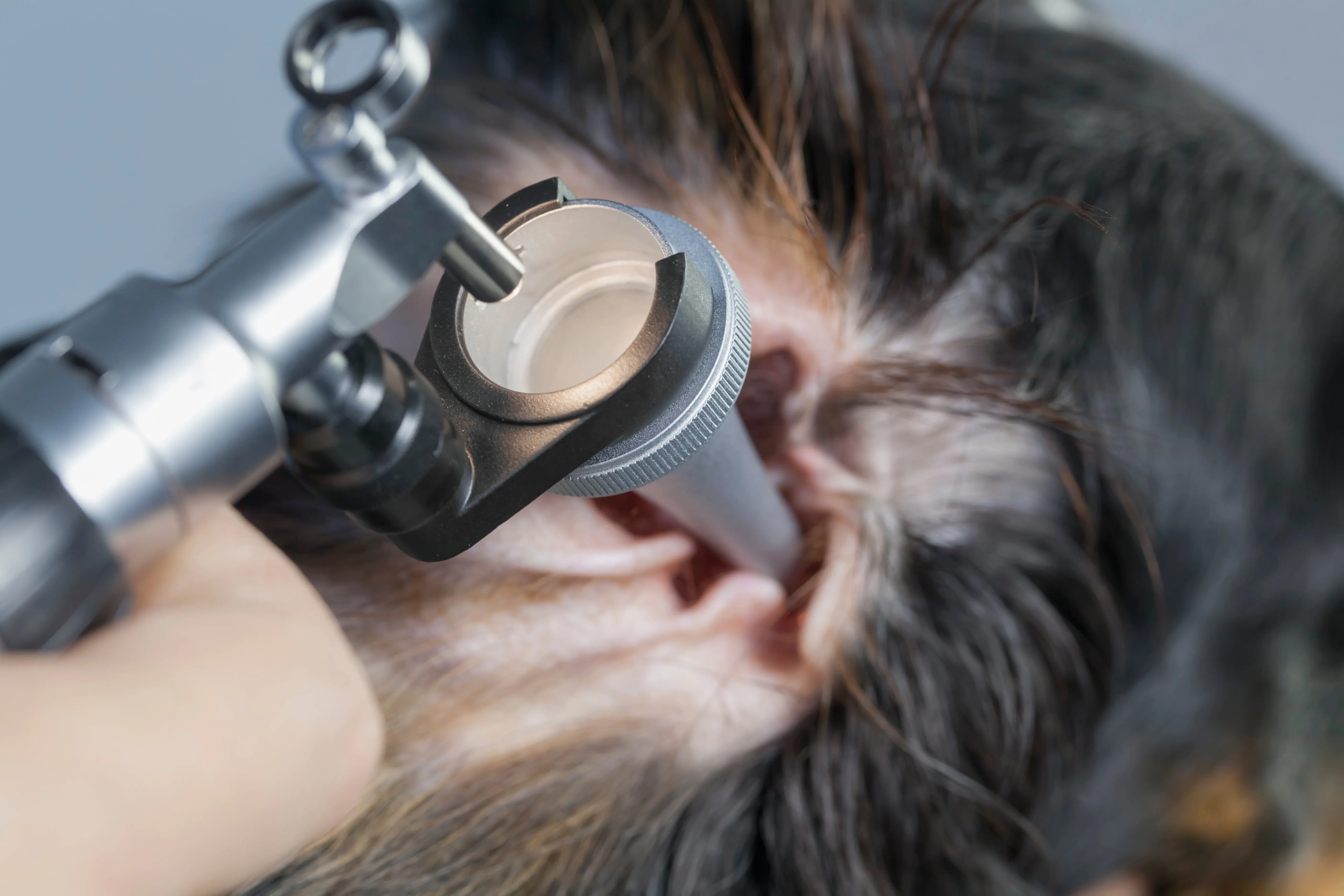 otitis en perros 