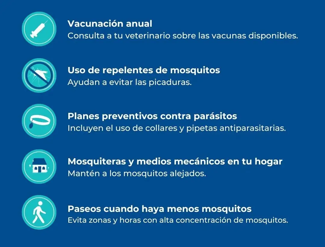 filariosis canina prevención filariosis canina prevención