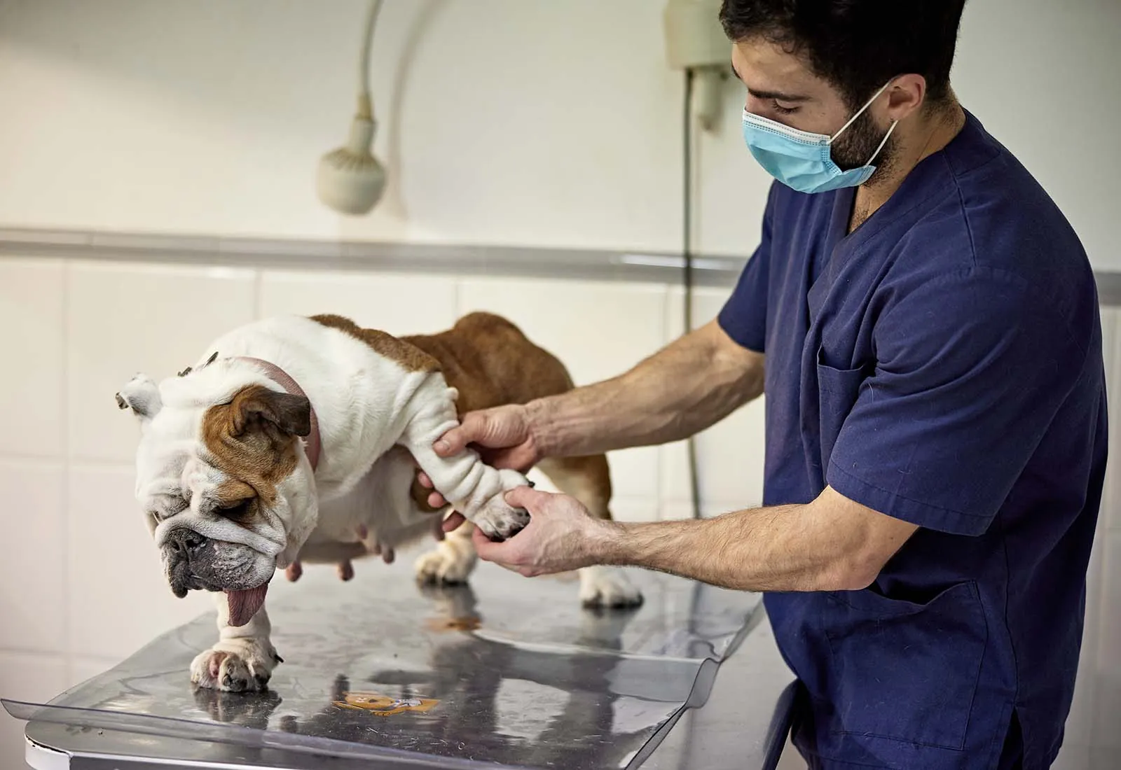 artrosis en perros