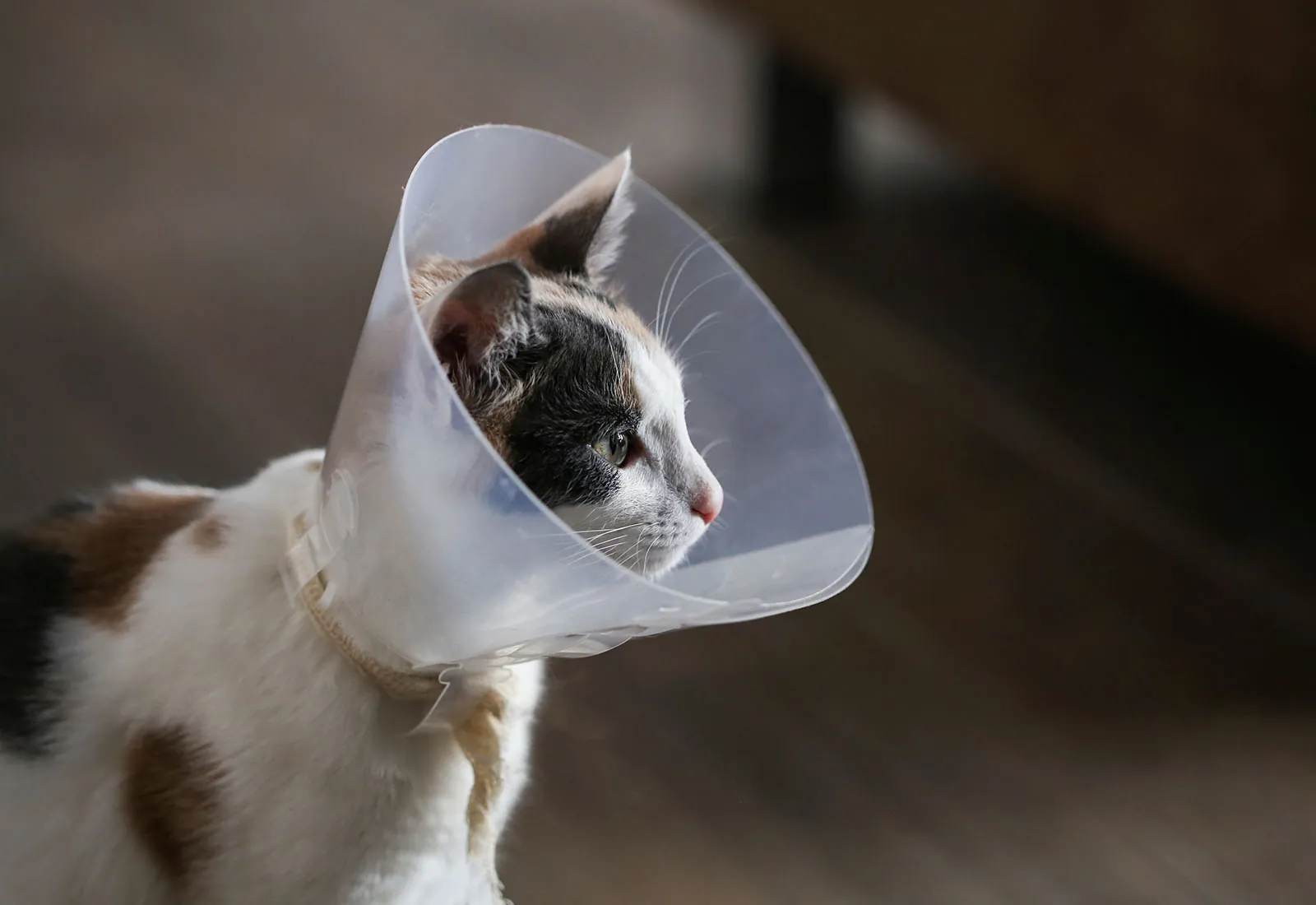 castracion gatos 