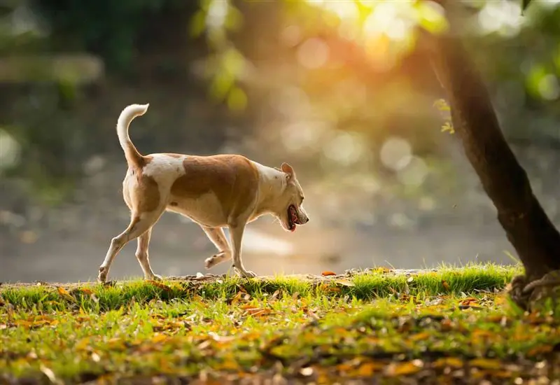 osteoartritis perro osteoartritis perro