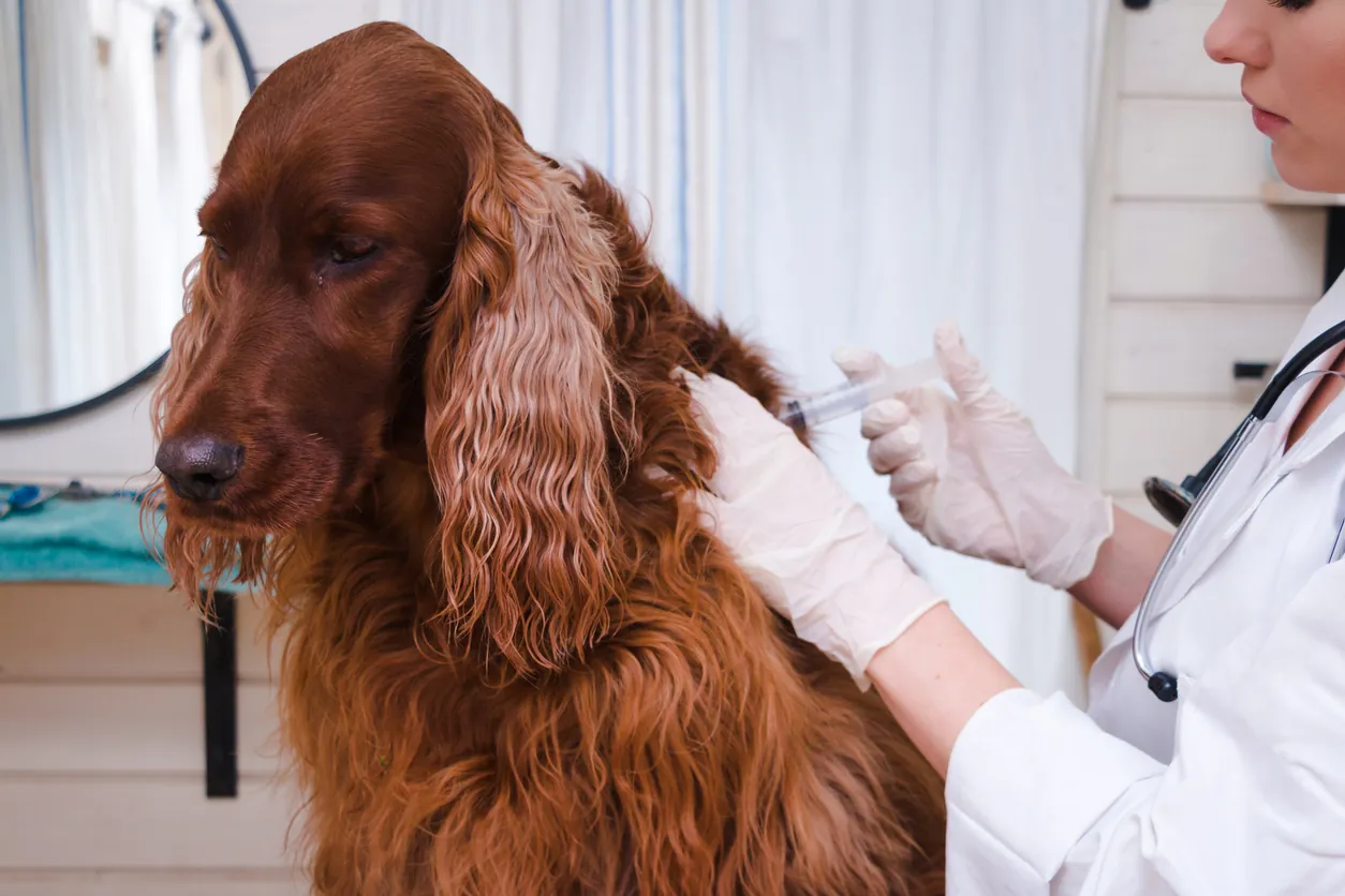 esperanza de vida perro con leishmania