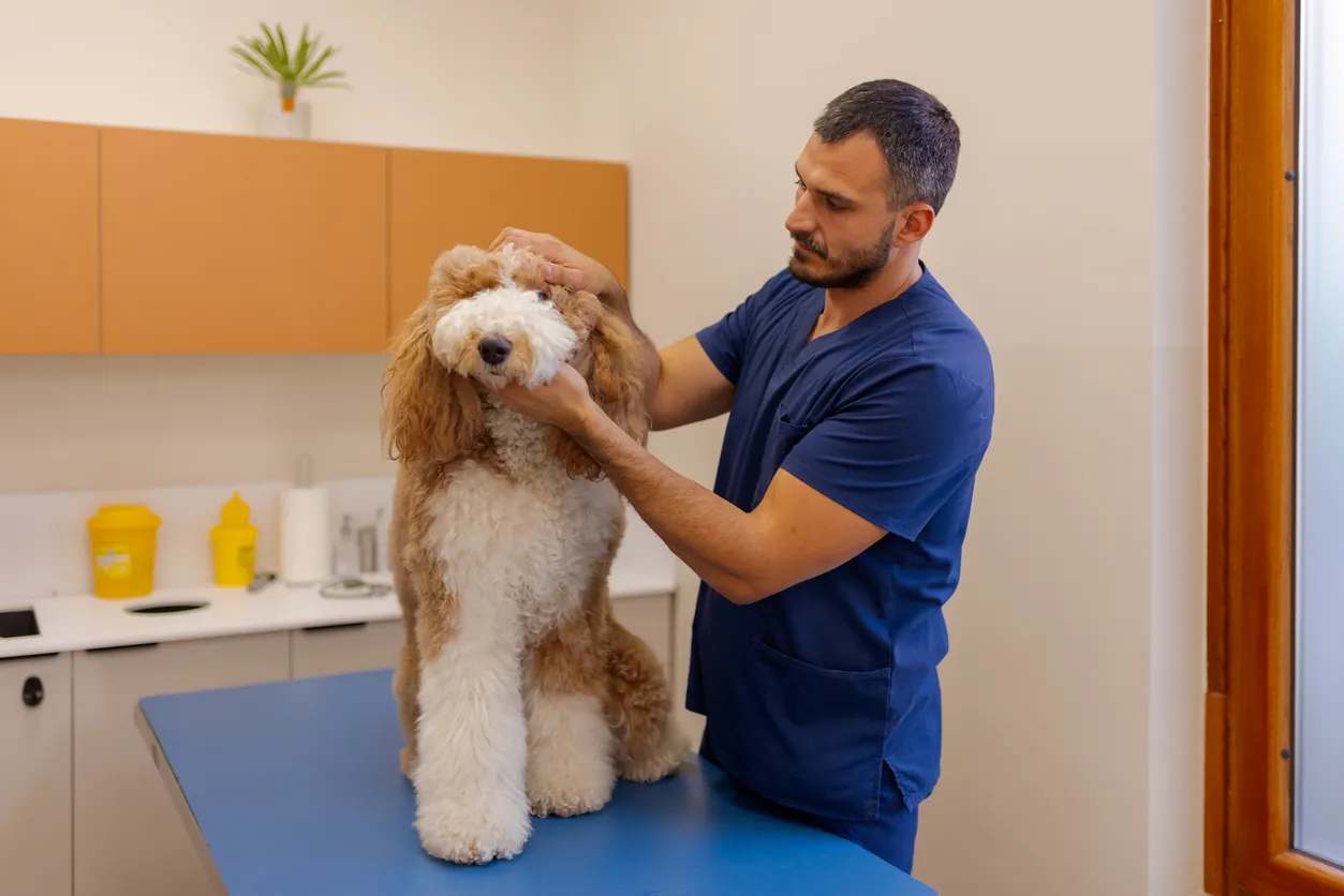 leishmania perros