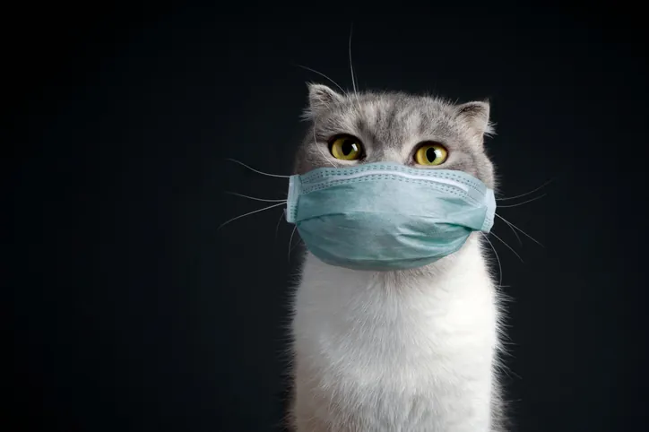 parvovirus gatos