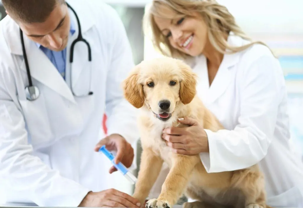 primera vacuna perro primera vacuna perro