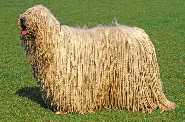 raza de perro más grande del mundo komondor raza de perro más grande del mundo komondor