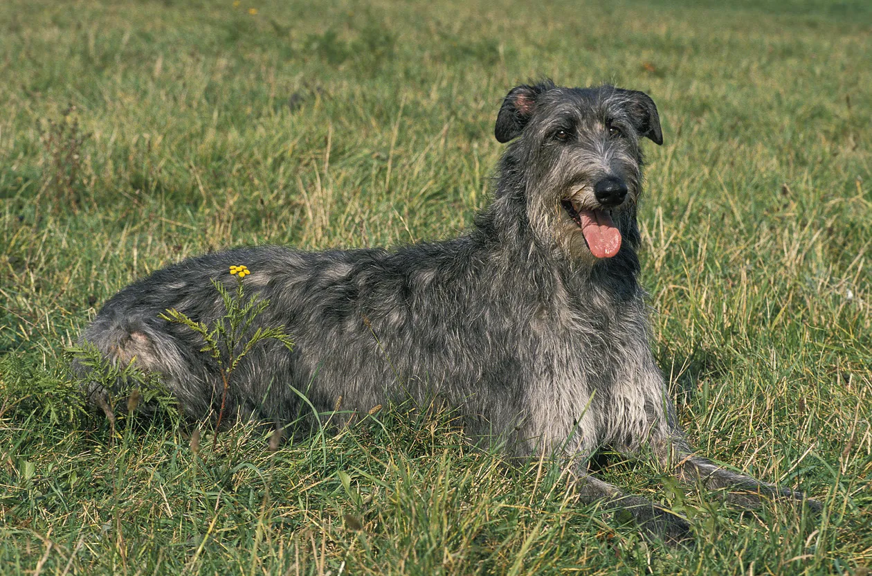 raza de perro más grande del mundo scottish deerhound raza de perro más grande del mundo scottish deerhound