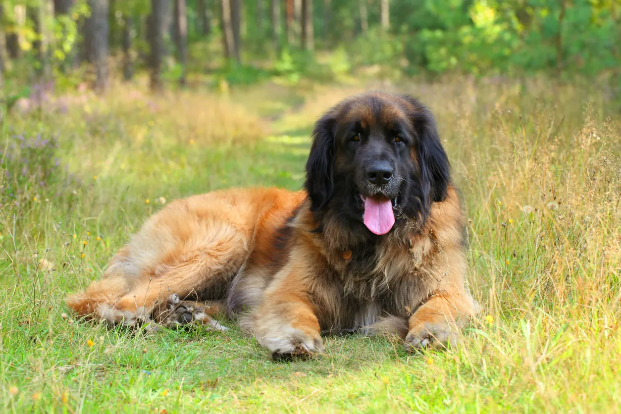 raza de perro grande leonberger raza de perro grande leonberger