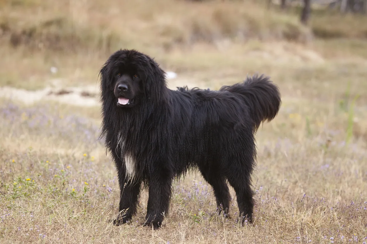 raza de perro más grande terranova raza de perro más grande terranova