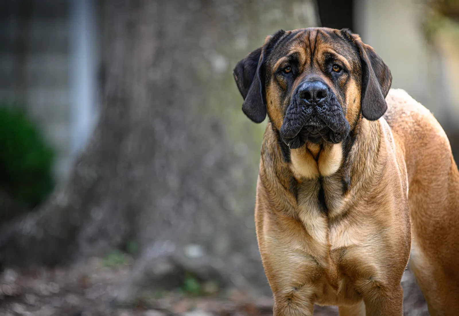 Mastín Inglés o Mastiff Mastín Inglés o Mastiff
