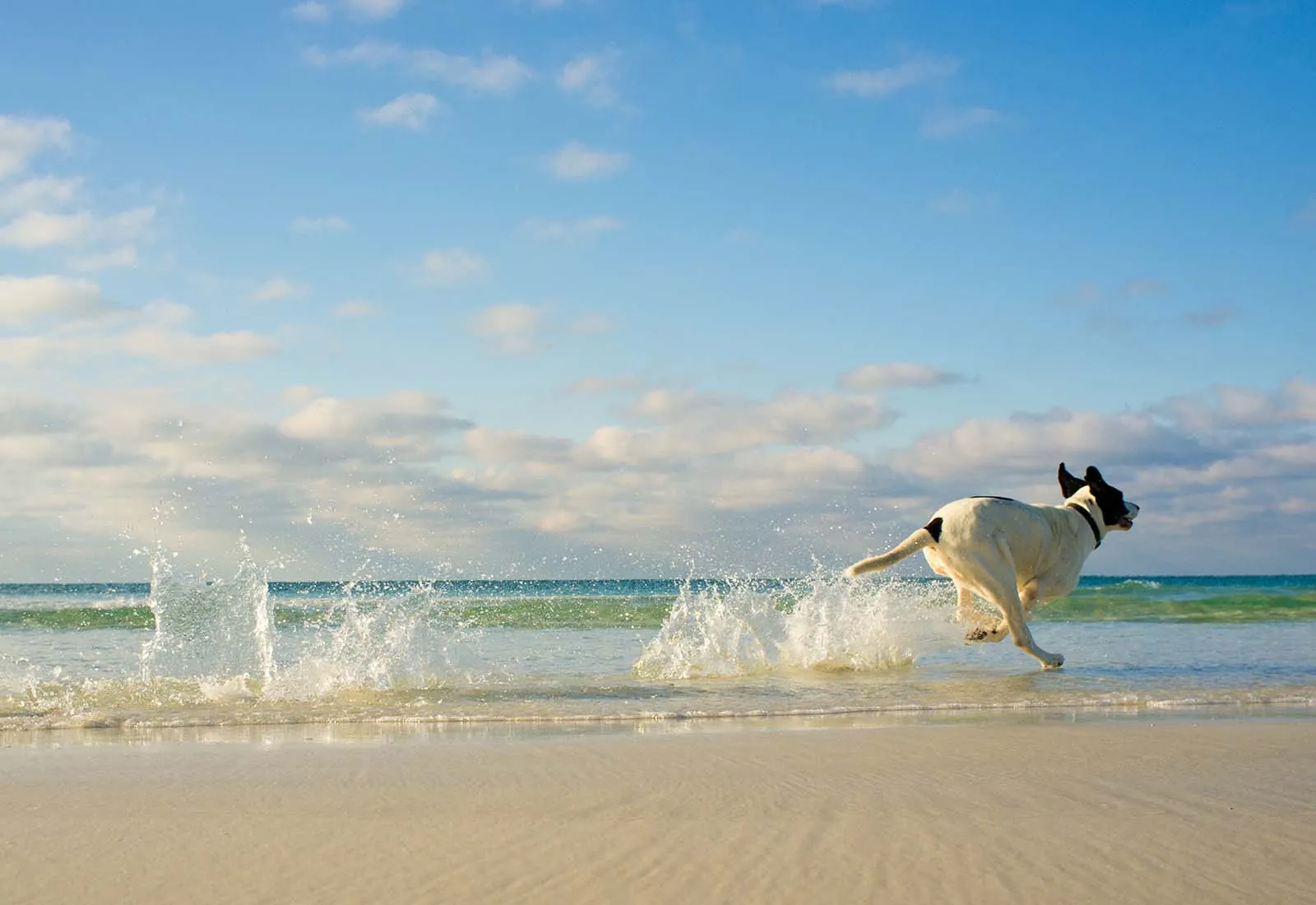 consejos para ir a la playa con perros