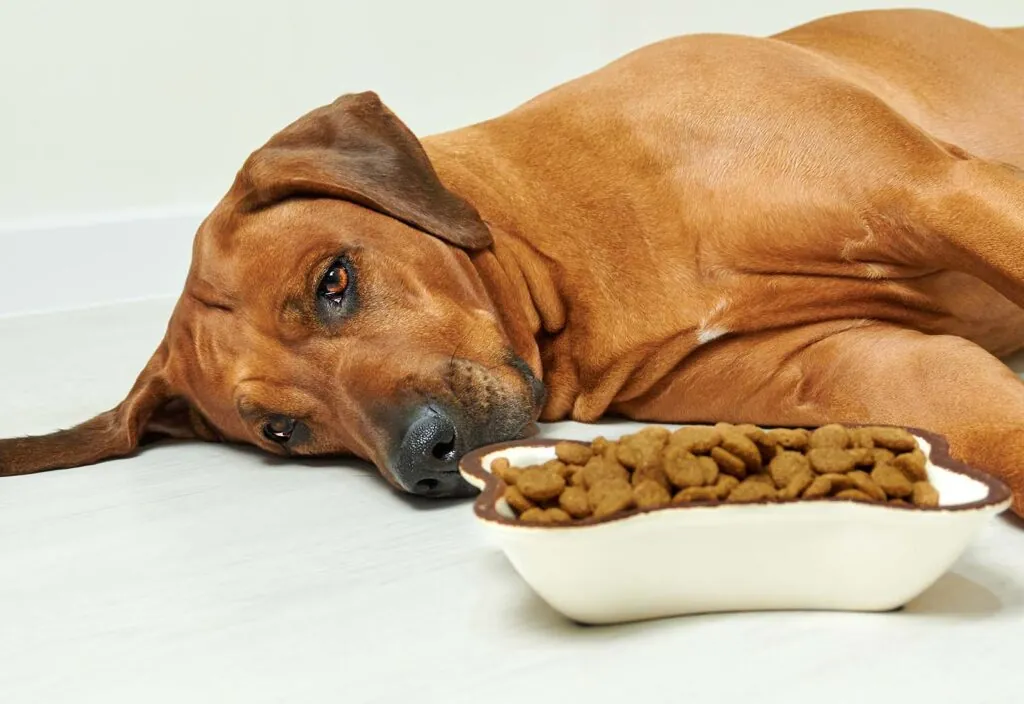 síntomas obstrucción intestinal perros