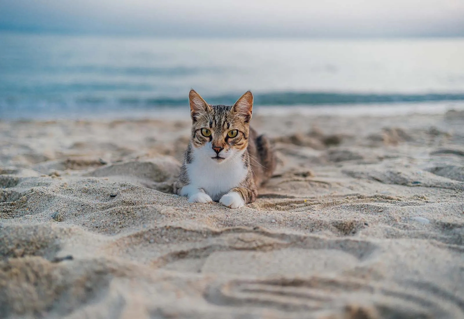 golpe de calor en gatos