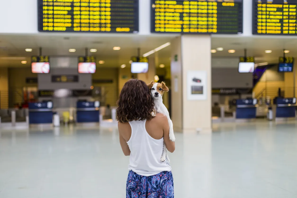 viajes con mi perro viajes con mi perro