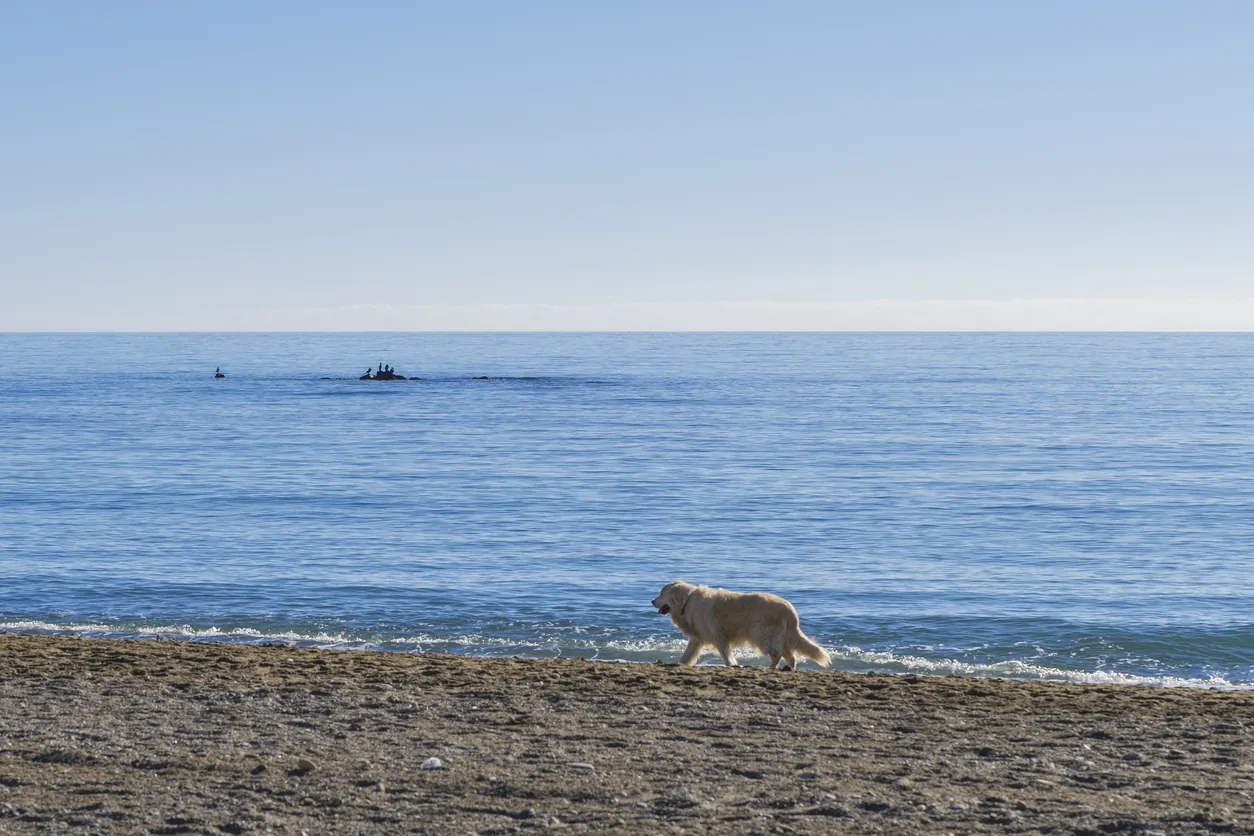 playas para perros en españa
