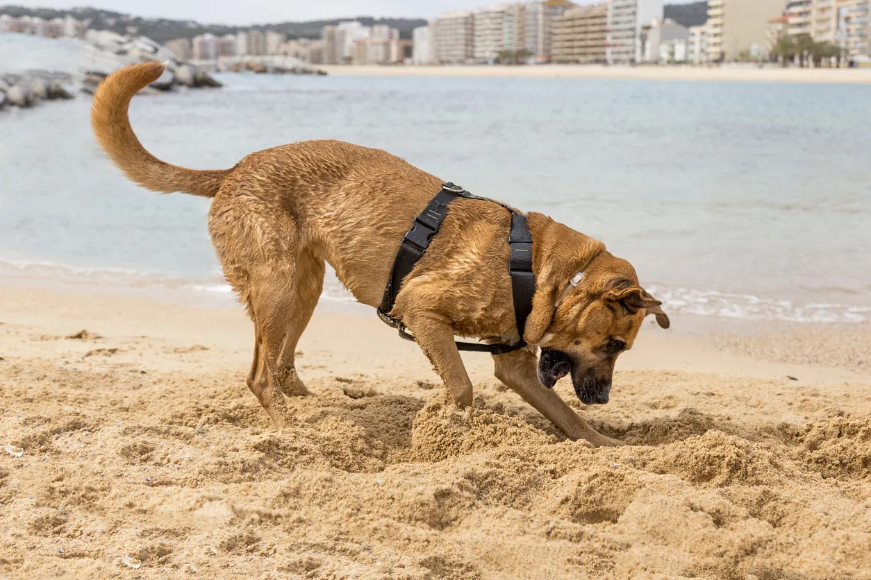 playas para perros en españa