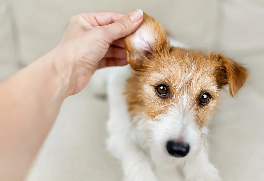 remedios caseros para la otitis en perros remedios caseros para la otitis en perros