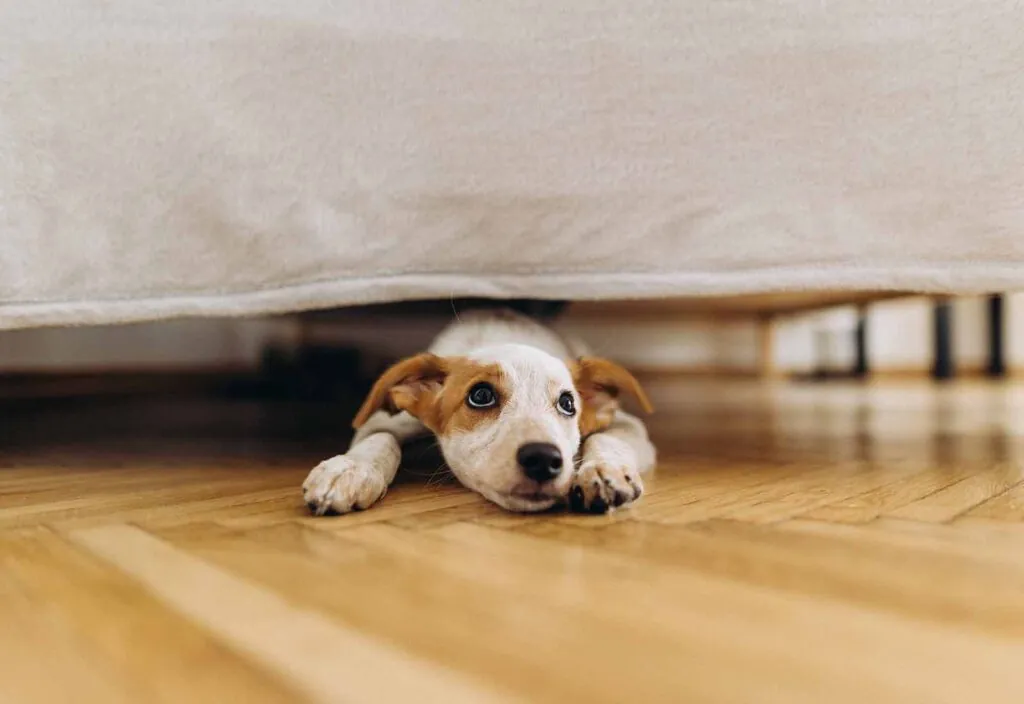 ansiedad por separación en perros ansiedad por separación en perros