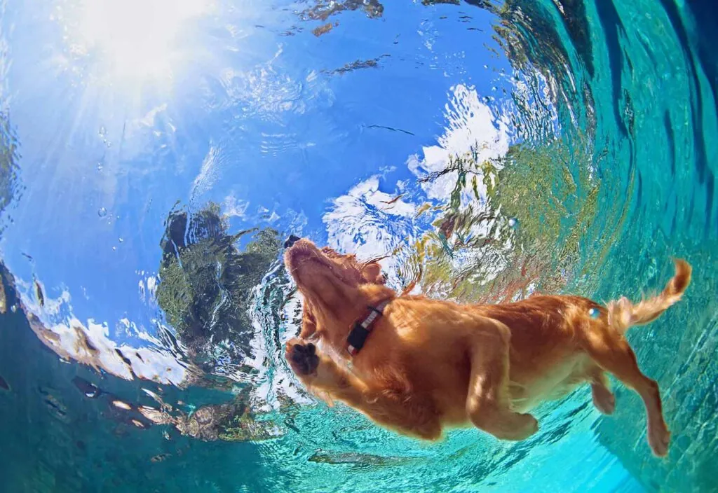 ¿el cloro de la piscina es malo para los perros? ¿el cloro de la piscina es malo para los perros?