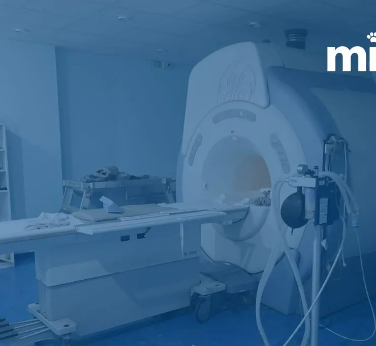 MiVet Hospital Veterinari Barcelona Sud se consolida como referente en neurología MiVet Hospital Veterinari Barcelona Sud se consolida como referente en neurología